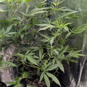 The Gassy One Super Sativa Seed Club