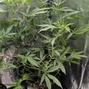 The Gassy One Super Sativa Seed Club