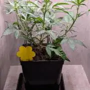 Permanent Jealousy XL Auto Sweet Seeds