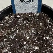 Mango Cherry Runtz