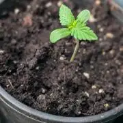 Papaya Cookies Auto Fast Buds