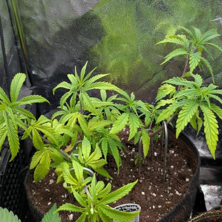 Strawberry Cola Sherbet F1 Sweet Seeds