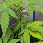 Violet Face Auto Anesia Seeds