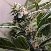 Hindu Kush Auto Sensi Seeds