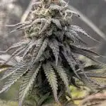 Papaya Zoap F1 Sweet Seeds