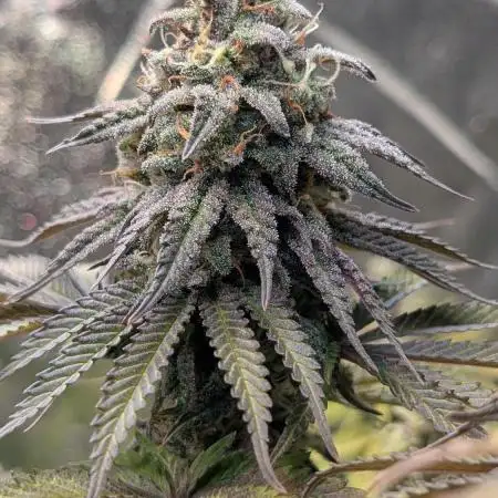 Papaya Zoap F1 Sweet Seeds