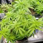 Papaya Zoap F1 Sweet Seeds