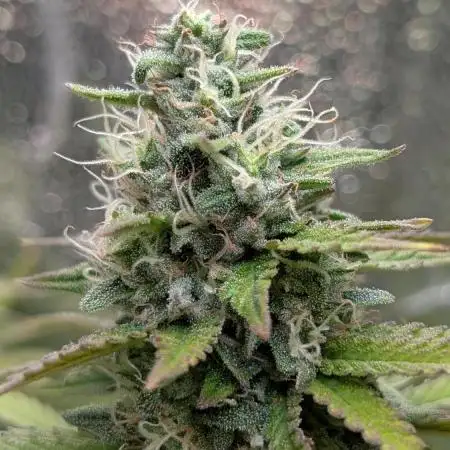 Mental Rainbow F1 Sweet Seeds