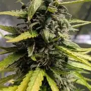 Strawberry Cola Sherbet F1 Sweet Seeds