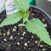 Crystal Candy XL Auto - Sweet Seeds