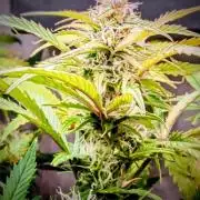 Eternity Grow Cup  Sticky Broccoli Auto