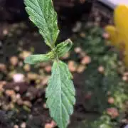 Eternity Grow Cup  Sticky Broccoli Auto