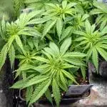Mental Rainbow F1 Sweet Seeds