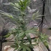 Diablo Rojo XL Auto - Sweet Seeds