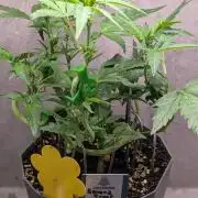 Banana Frost