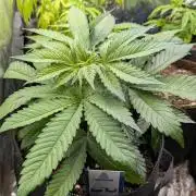 Super Boof Weed Seed Shop
