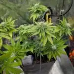 Orange Sherbet FF Fast Buds