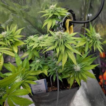 Orange Sherbet FF Fast Buds