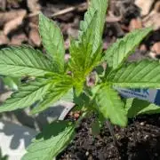 Auto Super Skunk - Sensible Seeds