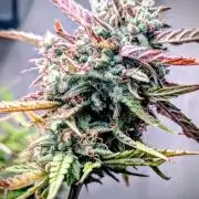 Permanent Jealousy XL Auto Sweet Seeds