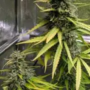 Strawberry Cola Sherbet F1 Sweet Seeds