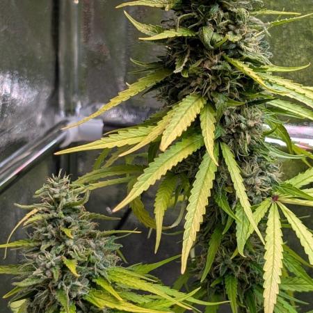 Strawberry Cola Sherbet F1 Sweet Seeds