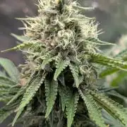 Super Boof Weed Seed Shop