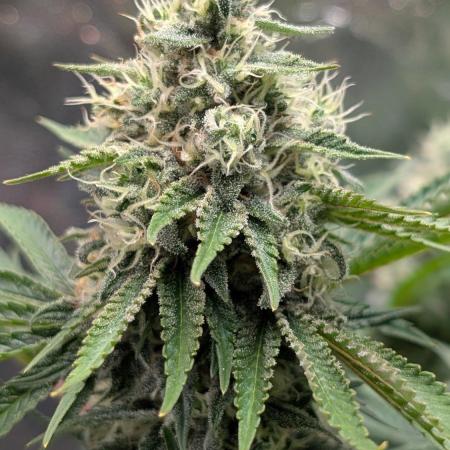 Super Boof Weed Seed Shop