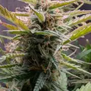 Permanent Jealousy XL Auto Sweet Seeds