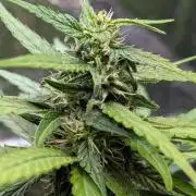 Strawberry Cola Sherbet F1 Sweet Seeds