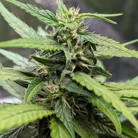 Strawberry Cola Sherbet F1 Sweet Seeds