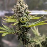Glue Prom Walipini Seeds