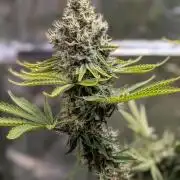 Glue Prom Walipini Seeds
