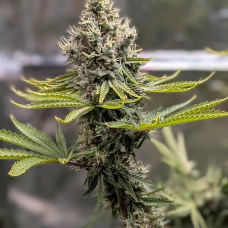 Glue Prom Walipini Seeds