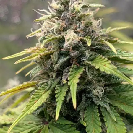 Orange Sherbet FF Fast Buds