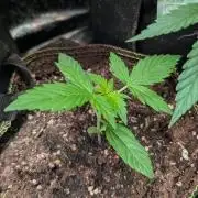 Toffee Pudding Auto Anesia Seeds