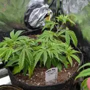 The Gassy One Super Sativa Seed Club