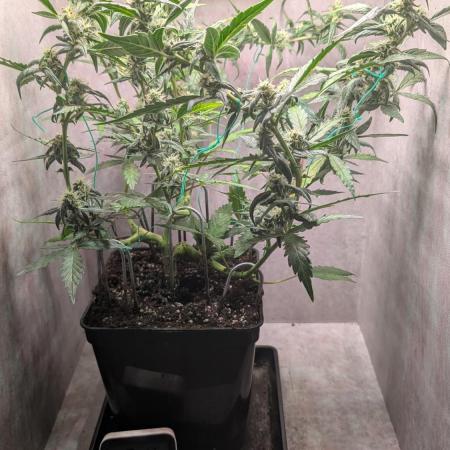Hindu Kush Auto Sensi Seeds