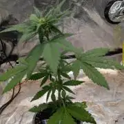 Diablo Rojo XL Auto - Sweet Seeds