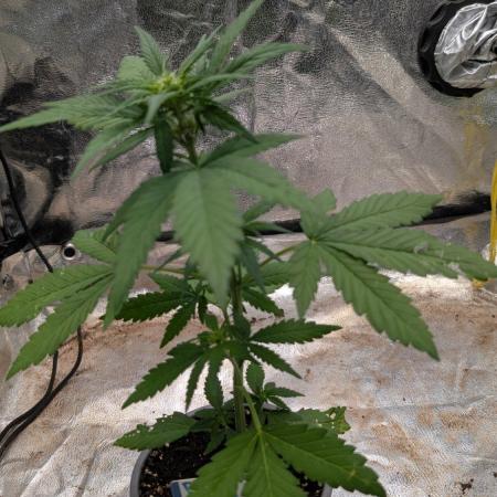 Diablo Rojo XL Auto - Sweet Seeds
