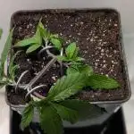 Skunk Auto Fast Buds Mini Grow