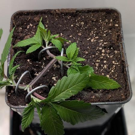 Skunk Auto Fast Buds Mini Grow