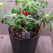 Mango Cherry Runtz