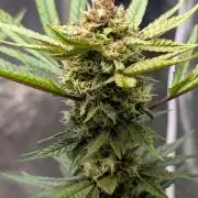The Gassy One Super Sativa Seed Club