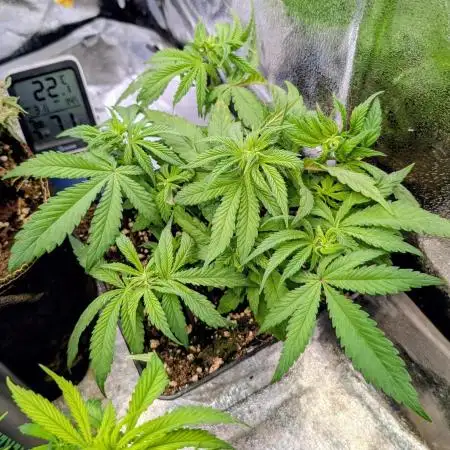 Tropicana Cookies FF Fast Buds
