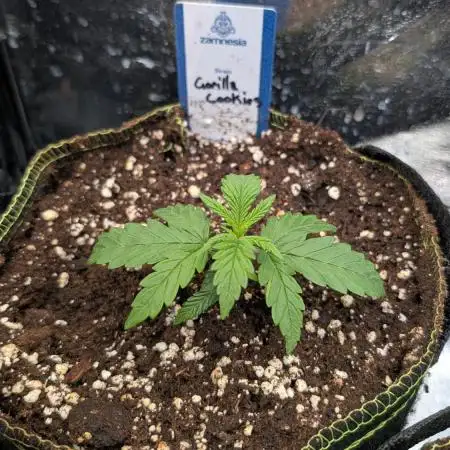 Gorilla Cookies Auto Fast Buds