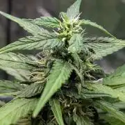 Strawberry Cola Sherbet F1 Sweet Seeds