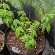 Glue Prom Walipini Seeds