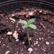 Purple OG Punch