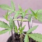 Hindu Kush Auto Sensi Seeds